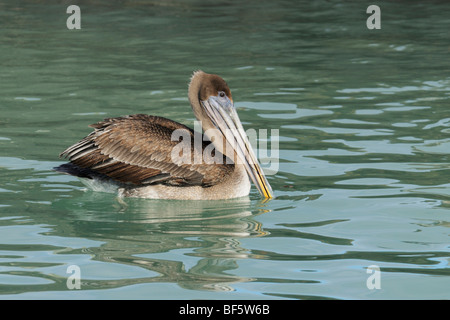 Brauner Pelikan (Pelecanus Occidentalis), unreif schwimmen, Galapagos-Inseln, Ecuador, Südamerika Stockfoto