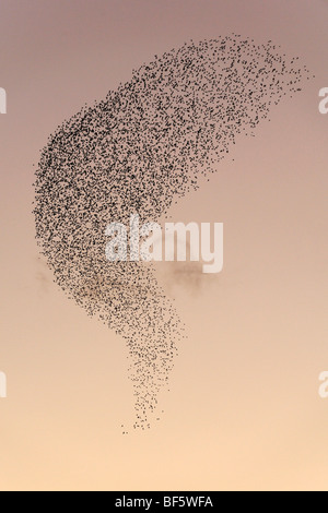 Europäischen Star (Sturnus Vulgaris), strömen Migration im Winter bei Sonnenuntergang, Rom, Italien, Europa Stockfoto