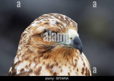 Galapagos Falke (Buteo Galapagoensis), unreif, Espanola Insel, Galapagos, Ecuador, Südamerika Stockfoto