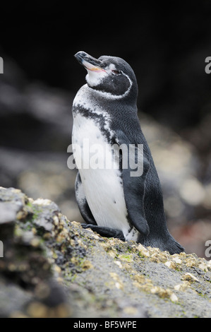 Gal Pagos Pinguin (Spheniscus Mendiculus), Erwachsene auf Felsen, Bartolom Insel, Galapagos, Ecuador, Südamerika Stockfoto