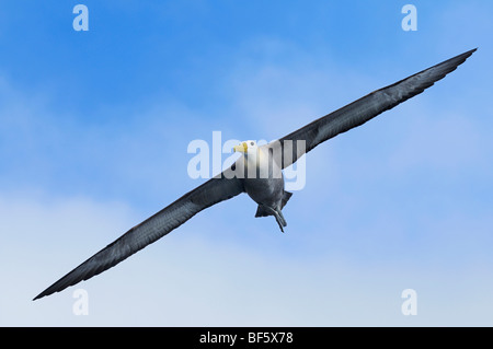 Galapagos-Albatros (Diomedea Irrorata), Erwachsene im Flug, Espanola Insel, Galapagos, Ecuador, Südamerika Stockfoto