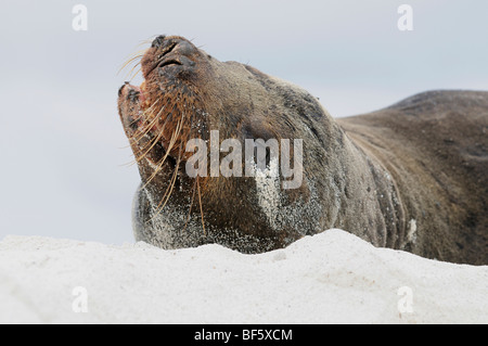 Galapagos-Seelöwe (Zalophus Wollebaeki), Erwachsene am Strand, Espanola Insel, Galapagos, Ecuador, Südamerika Stockfoto