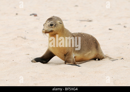 Galapagos-Seelöwe (Zalophus Wollebaeki), Erwachsene am Strand, Espanola Insel, Galapagos, Ecuador, Südamerika Stockfoto