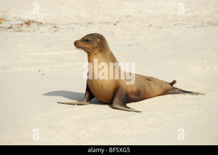 Galapagos-Seelöwe (Zalophus Wollebaeki), Erwachsene am Strand, Espanola Insel, Galapagos, Ecuador, Südamerika Stockfoto