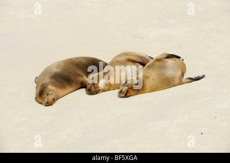 Galapagos-Seelöwe (Zalophus Wollebaeki), Erwachsene am Strand, Espanola Insel, Galapagos, Ecuador, Südamerika Stockfoto