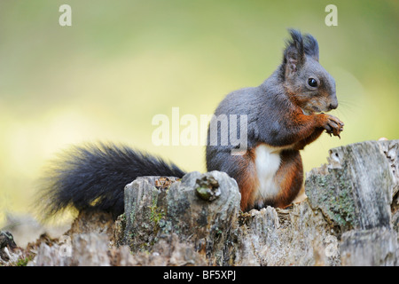 Eichhörnchen (Sciurus Vulgaris), schwarze Erwachsenphase, Schweiz, Europa Stockfoto