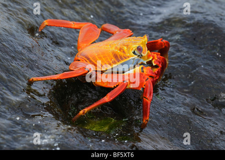 Sally Lightfoot Krabben (Grapsus Grapsus), Erwachsene, Espa Ola Insel, Galapagos, Ecuador, Südamerika Stockfoto