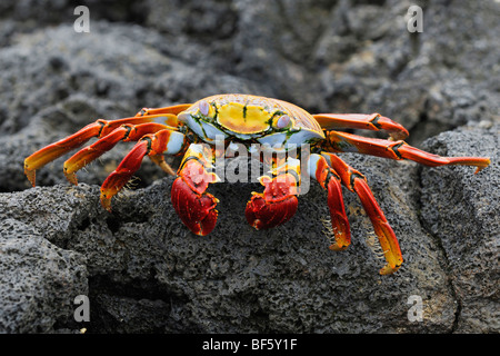 Sally Lightfoot Krabben (Grapsus Grapsus), Erwachsene, Espa Ola Insel, Galapagos, Ecuador, Südamerika Stockfoto