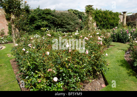 Englischen Rosengarten im Sommer Stockfoto