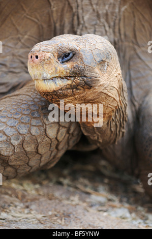 Galapagos Riesenschildkröte (Geochelone Elephantopus), Erwachsene, Galapagos-Inseln, Ecuador, Südamerika Stockfoto