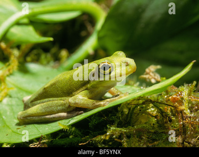 Eine amerikanische grüner Laubfrosch, Hyla Cinerea, getarnt auf einem Blatt Stockfoto