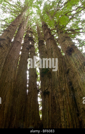 Die Kathedrale Redwood-Baum auf das Reich der Bäume Trail, Trees of Mystery, Del Norte County, Kalifornien Stockfoto