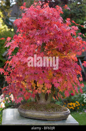 Berg-Ahorn (Acer Palmatum)-Bonsai in Herbstfärbung. Stockfoto