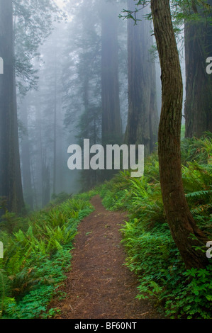 Trail durch Nebel gehüllt Redwood-Bäume im Wald, Del Norte Coast Redwood State Park, Kalifornien Stockfoto