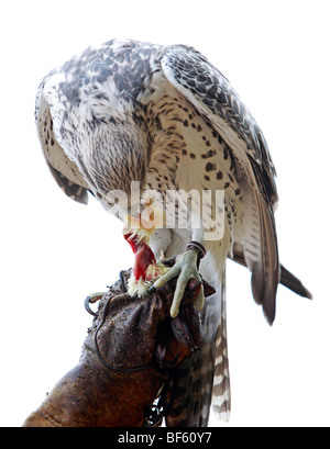 Ein Gefangener ausgebildet Gerfalken auf der Falkner-Handschuh Stockfoto