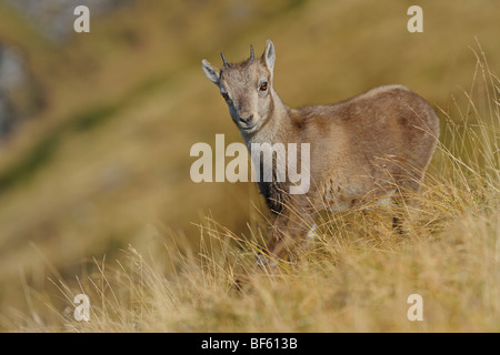 Alpensteinbock (Capra Ibex), junge, Niederhorn, Interlaken, Schweiz, Europa Stockfoto
