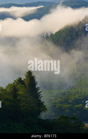 Morgen Küstennebel über Wald und Hügel in der Nähe der Mündung des Klamath River, Redwood National Park, Kalifornien Stockfoto