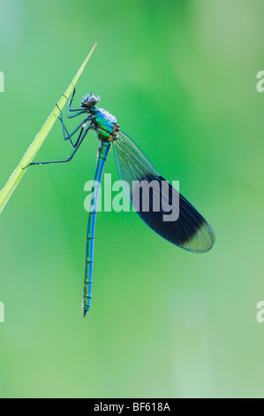 Gebänderten Prachtlibelle (Calopteryx Splendens), männliche thront Tau bedeckt, Zug, Schweiz Stockfoto