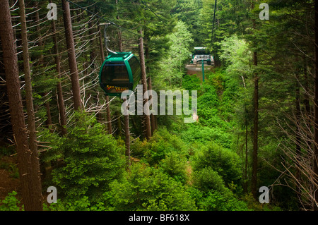 Die Sky Trail Gondelfahrt durch Redwood Forest, Bäume of Mystery, Del Norte County, Kalifornien Stockfoto