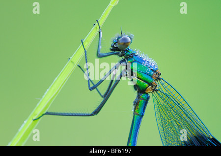 Gebänderten Prachtlibelle (Calopteryx Splendens), männliche thront Tau bedeckt, Zug, Schweiz Stockfoto