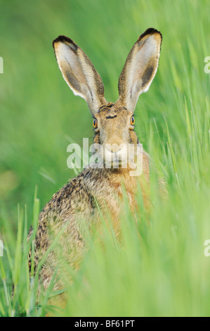 Brauner Hase (Lepus Europaeus), Erwachsene in der Wiese, Nationalpark Neusiedler See, Burgenland, Austria, Europe Stockfoto