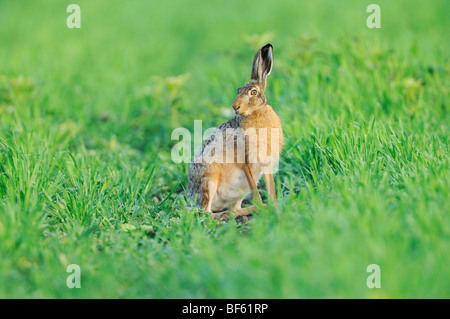 Brauner Hase (Lepus Europaeus), Erwachsene in der Wiese, Nationalpark Neusiedler See, Burgenland, Austria, Europe Stockfoto