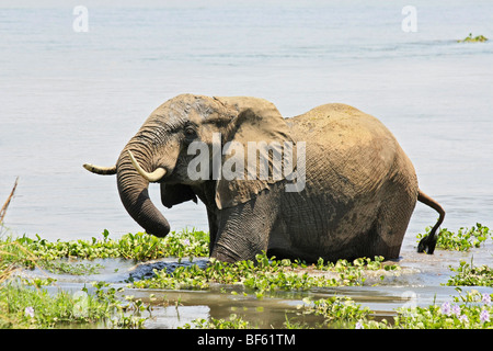 Einen afrikanischen Elefanten genießen das kühle Wasser des Sambesi-Flusses Stockfoto