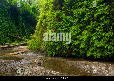 Fern Canyon, Prairie Creek Redwoods State Park, Kalifornien Stockfoto