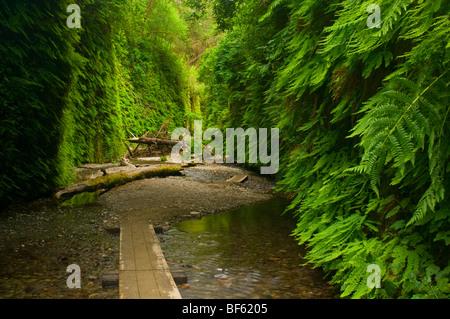 Promenade-Trail durch Fern Canyon, Prairie Creek Redwoods State Park, Kalifornien Stockfoto