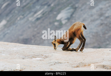 Gämse (Rupicapra Rupicapra), jungen lecken Mineralien, Grimsel, Bern, Schweiz, Europa Stockfoto