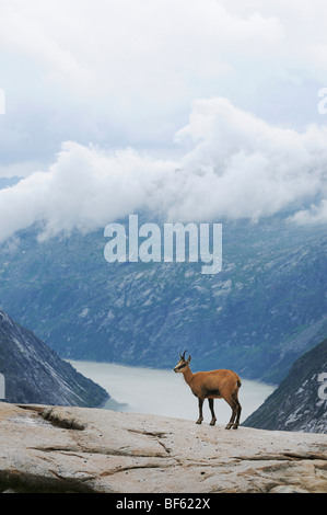 Gämse (Rupicapra Rupicapra), Erwachsene, Grimsel, Bern, Schweiz, Europa Stockfoto