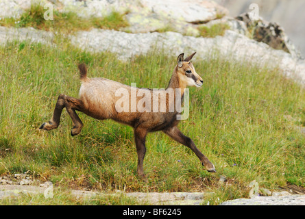 Gämse (Rupicapra Rupicapra), Erwachsene Fuß, Grimsel, Bern, Schweiz, Europa Stockfoto