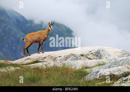 Gämse (Rupicapra Rupicapra), Erwachsene Fuß, Grimsel, Bern, Schweiz, Europa Stockfoto