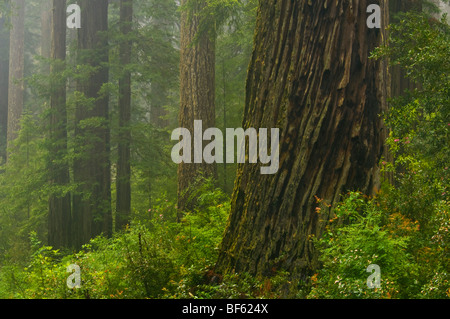 Redwood-Bäume und Wald im Regen, Redwood National Park, Kalifornien Stockfoto