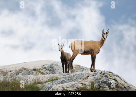 Gämse (Rupicapra Rupicapra), Weibchen mit jungen, Grimsel, Bern, Schweiz, Europa Stockfoto