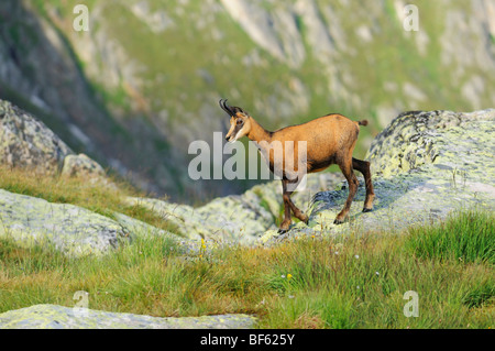 Gämse (Rupicapra Rupicapra), Erwachsene Fuß, Grimsel, Bern, Schweiz, Europa Stockfoto