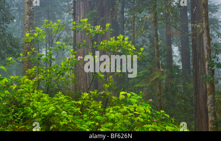 Wilden Rhododendron Blume Blüte im Wald, Lady Bird Johnson Grove Redwood National Park, in der Nähe von Orick, Humboldt County, Kalifornien Stockfoto