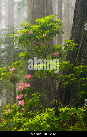 Wilden Rhododendron Blume Blüte im Wald, Lady Bird Johnson Grove Redwood National Park, in der Nähe von Orick, Humboldt County, Kalifornien Stockfoto