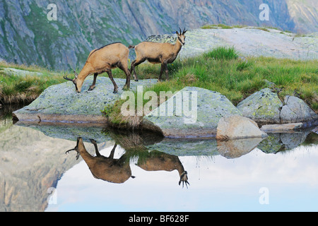 Gämse (Rupicapra Rupicapra), Erwachsene mit Spiegelbild im See, Grimsel, Bern, Schweiz, Europa Stockfoto