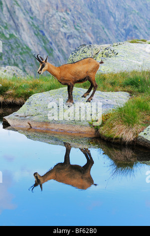 Gämse (Rupicapra Rupicapra), Erwachsene mit Spiegelbild im See, Grimsel, Bern, Schweiz, Europa Stockfoto