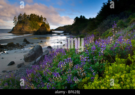 Morgenlicht auf Pewetole Island und Lupine Wildblumen blühen Trinidad State Beach, Humboldt County, Kalifornien Stockfoto