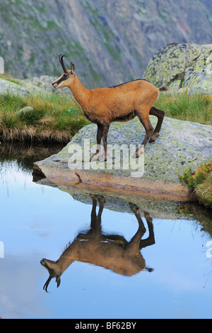 Gämse (Rupicapra Rupicapra), Erwachsene mit Spiegelbild im See, Grimsel, Bern, Schweiz, Europa Stockfoto