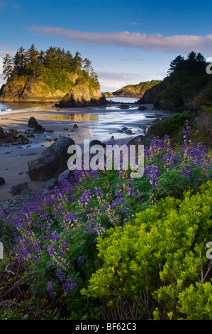 Morgenlicht auf Pewetole Island und Lupine Wildblumen blühen Trinidad State Beach, Humboldt County, Kalifornien Stockfoto