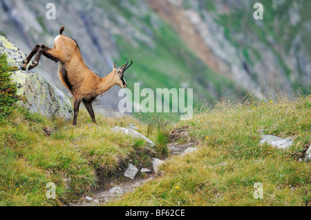 Gämse (Rupicapra Rupicapra), Erwachsene Fuß, Grimsel, Bern, Schweiz, Europa Stockfoto