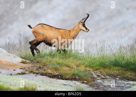 Gämse (Rupicapra Rupicapra), Erwachsene Fuß, Grimsel, Bern, Schweiz, Europa Stockfoto