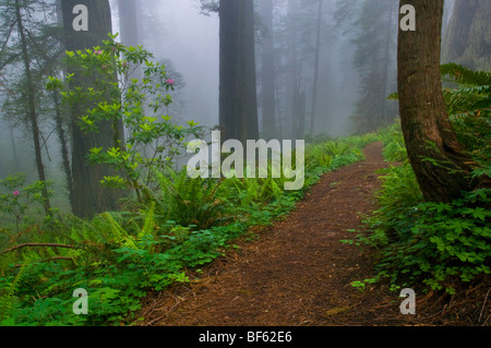 Trail durch Nebel gehüllt Redwood-Bäume im Wald, Del Norte Coast Redwood State Park, Kalifornien Stockfoto