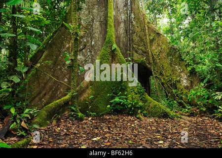 Baum Kapok (Ceiba Pentandra), Luftwurzeln, Ecuador, Südamerika Stockfoto