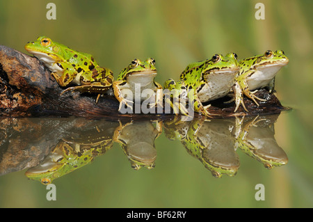 Essbare Frosch (Rana Esculenta), Erwachsene auf Log, Schweiz, Europa Stockfoto