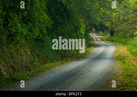 Ländliche unbefestigte Straße durch grüne Bäume und Wald entlang der Coastal Drive, Redwood-Nationalpark, Kalifornien Stockfoto