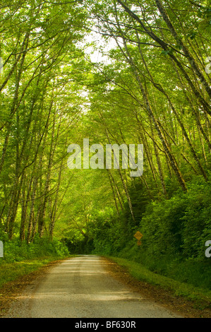 Ländliche unbefestigte Straße durch grüne Bäume und Wald entlang der Coastal Drive, Redwood-Nationalpark, Kalifornien Stockfoto